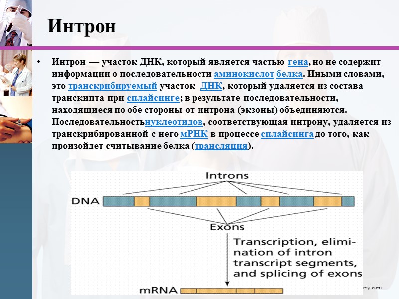 Интрон Интрон — участок ДНК, который является частью гена, но не содержит информации о